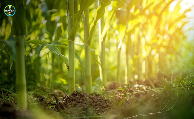 estrategias de sustentabilidad maiz