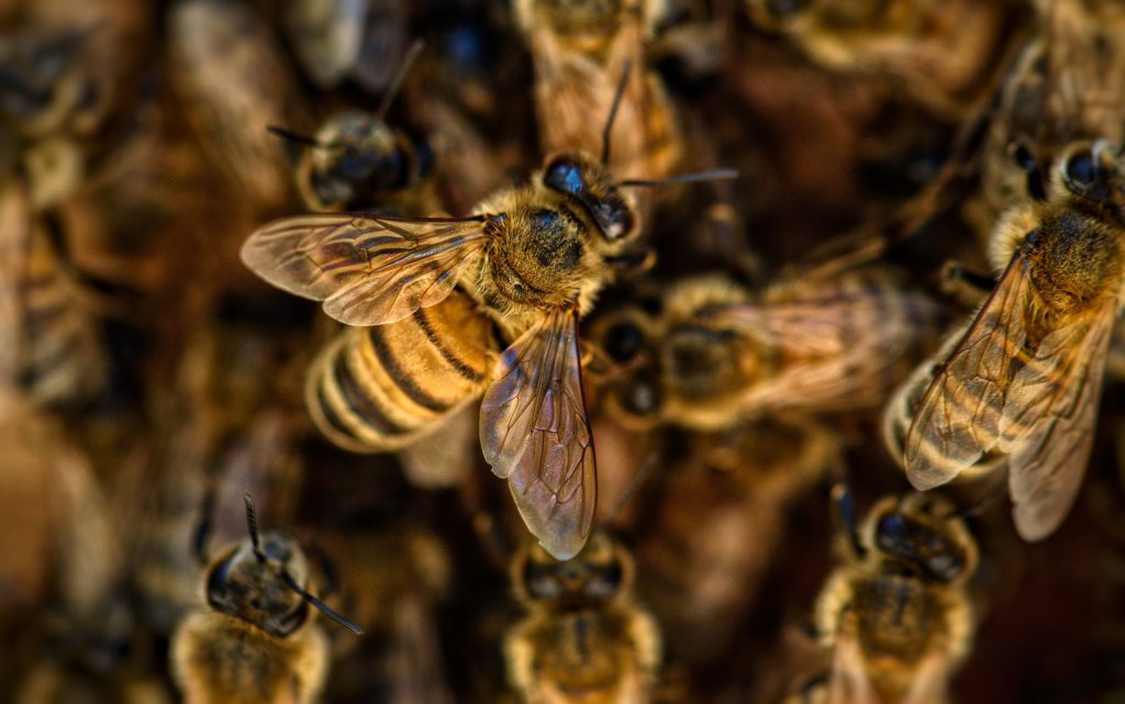 Hoteles de insectos para devolver la biodiversidad a las ciudades