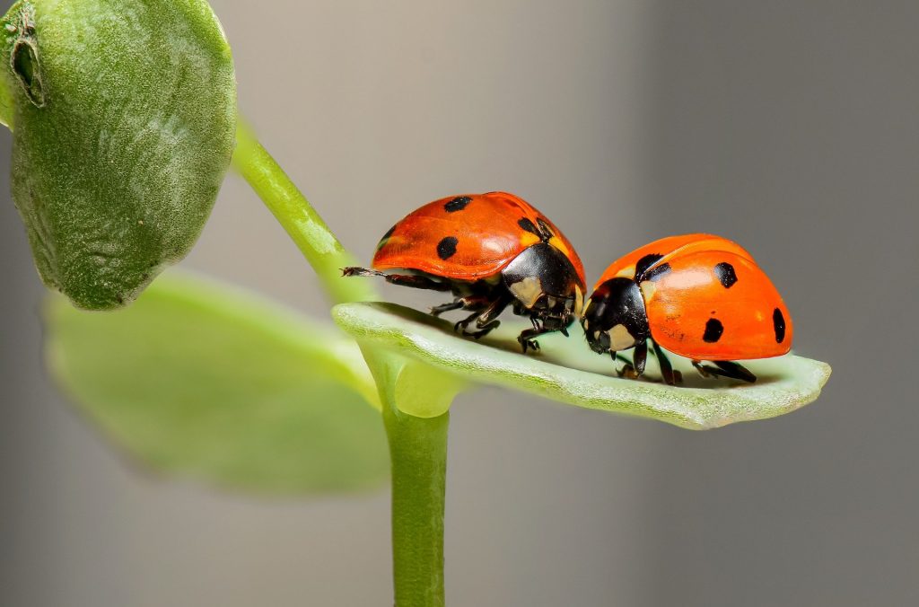 Hoteles de insectos para devolver la biodiversidad a las ciudades