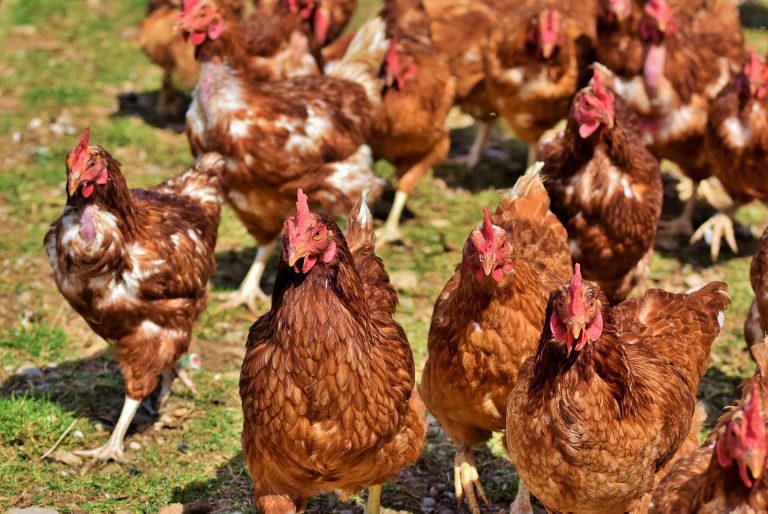 Pollos de crecimiento lento: ¿Qué son y por qué esta empresa los promueve?