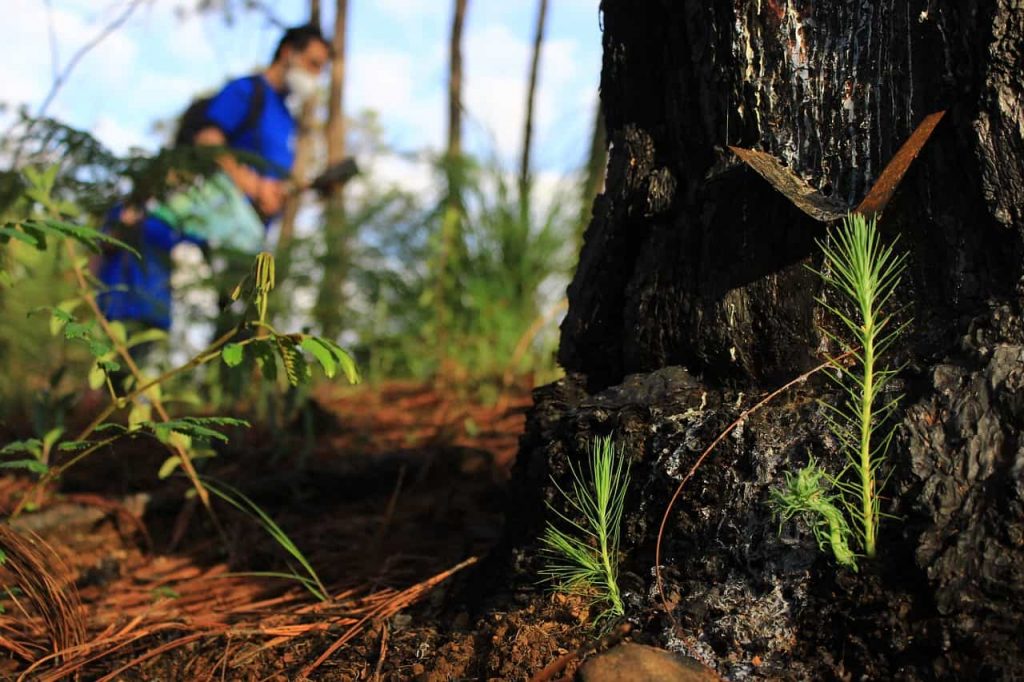 acciones para proteger el capital natural reforestar