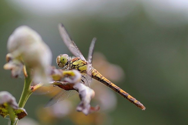 biodiversidad a las ciudades