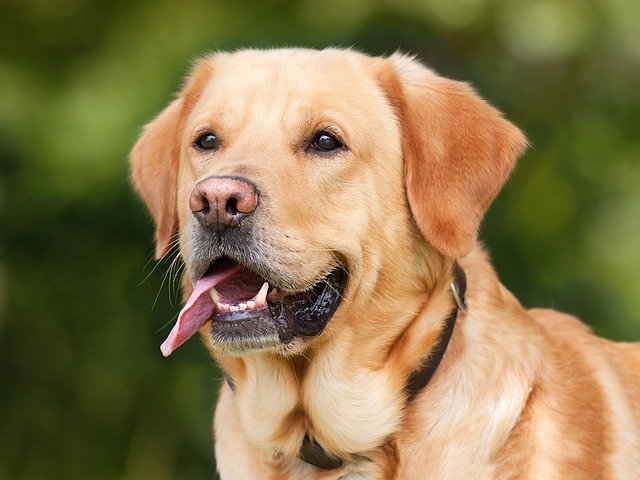 detección de cáncer en perros