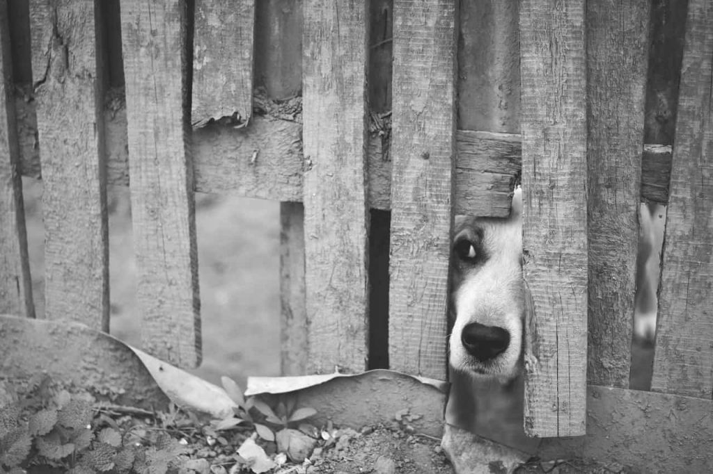 ayudar  perros de la calle