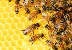iniciativa por las abejas
