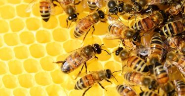 iniciativa por las abejas