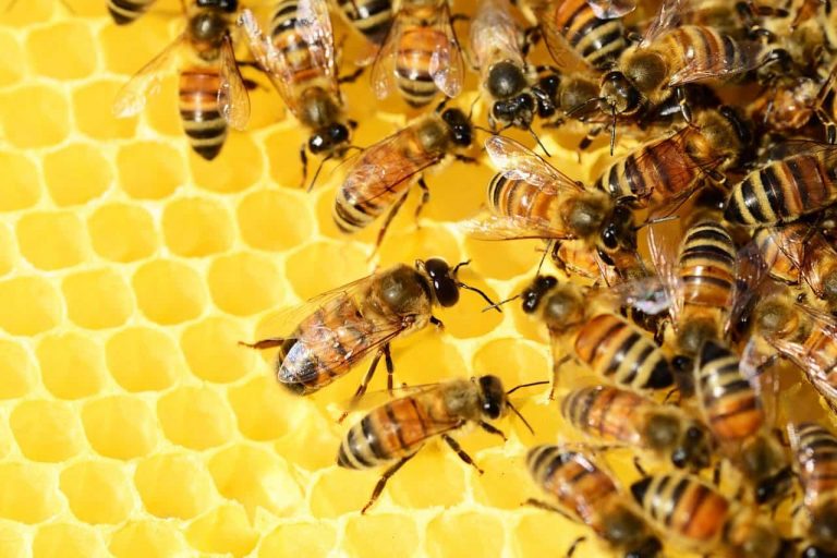 PepsiCo México impulsa la regeneración de las abejas