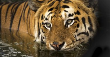 ¿Es responsable matar a un tigre si una persona viola la norma de seguridad de un zoológico?