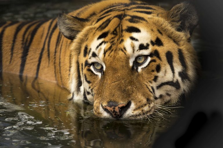 ¿Es responsable matar a un tigre si una persona viola la norma de seguridad de un zoológico?