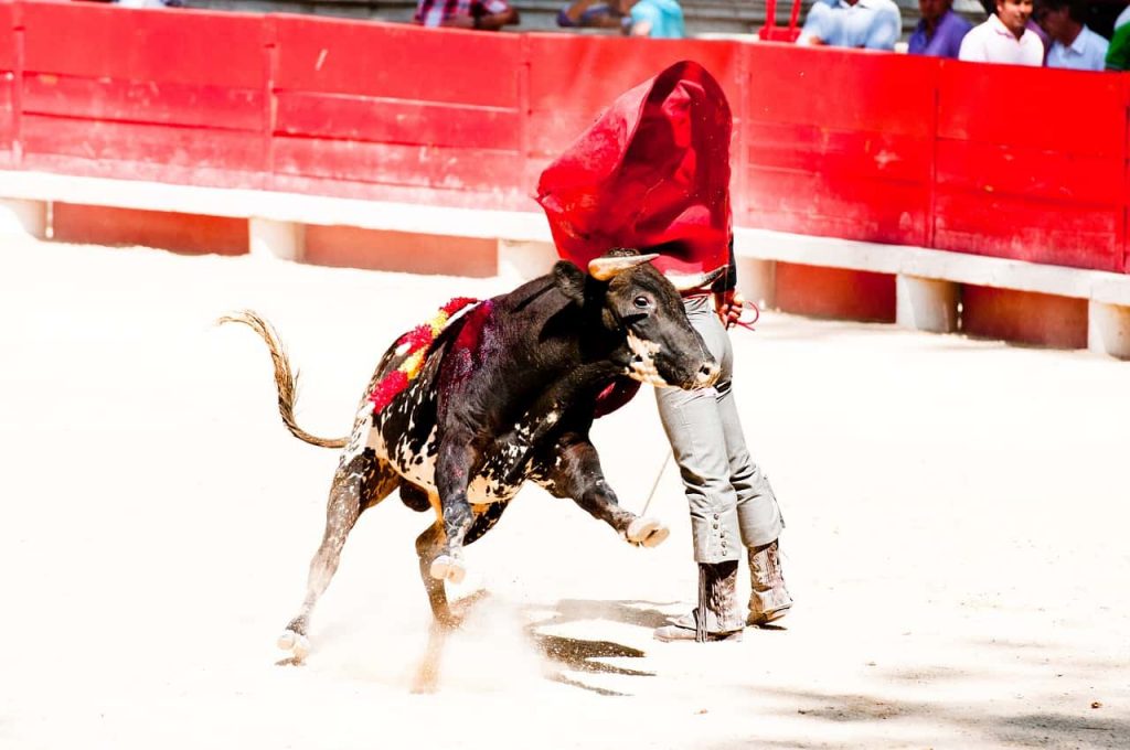 empleos en la tauromaquia cultura