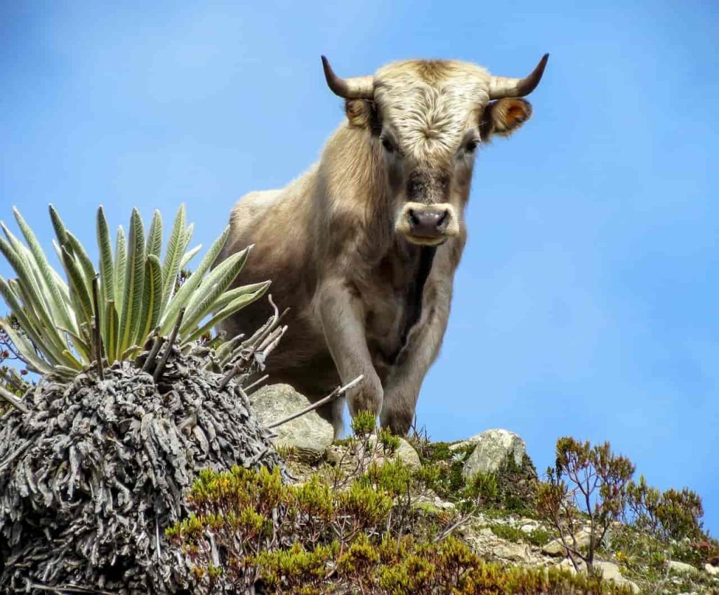 empleos en la tauromaquia bienestar animal