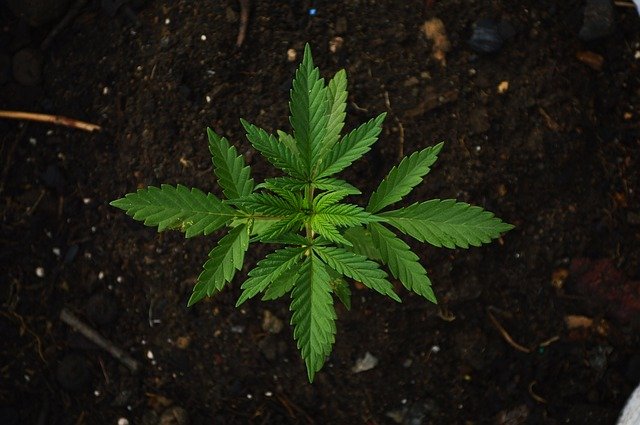 marihuana lbgt planta