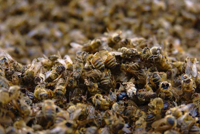 Mueren millones de abejas en Quintana Roo