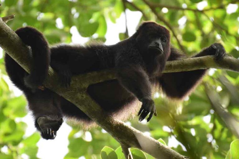 Atlas premiada por proteger a monos aulladores en Campeche