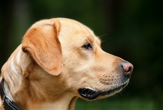 adoptar un perro militar beneficios