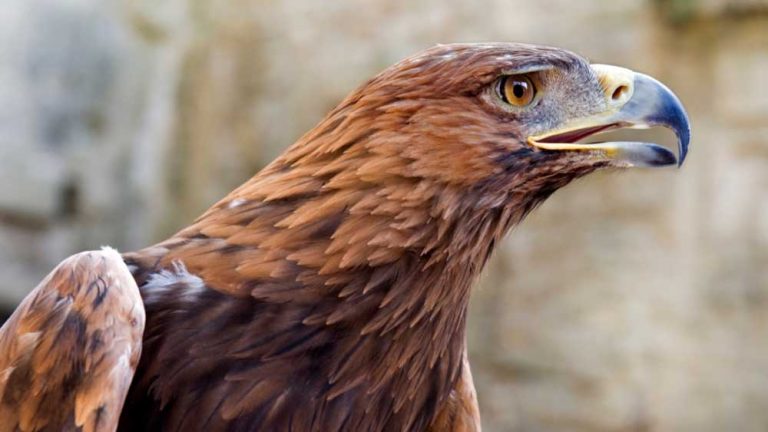 Hoteles City celebra 10 años de contribuir con la protección del águila real