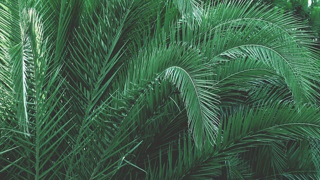 cambio climatico encareceria el cafe palma