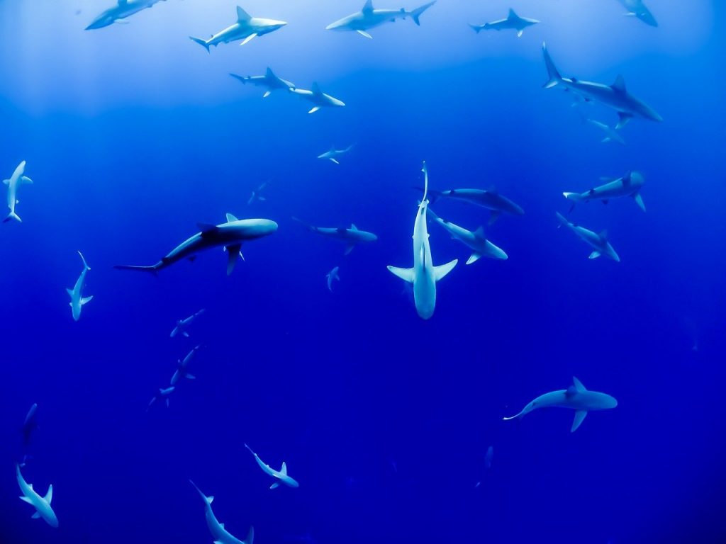 matar a un tiburon naturaleza