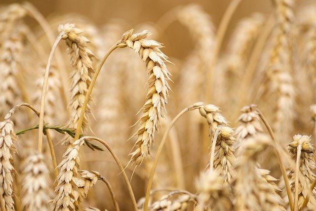 productos afectados por la guerra trigo