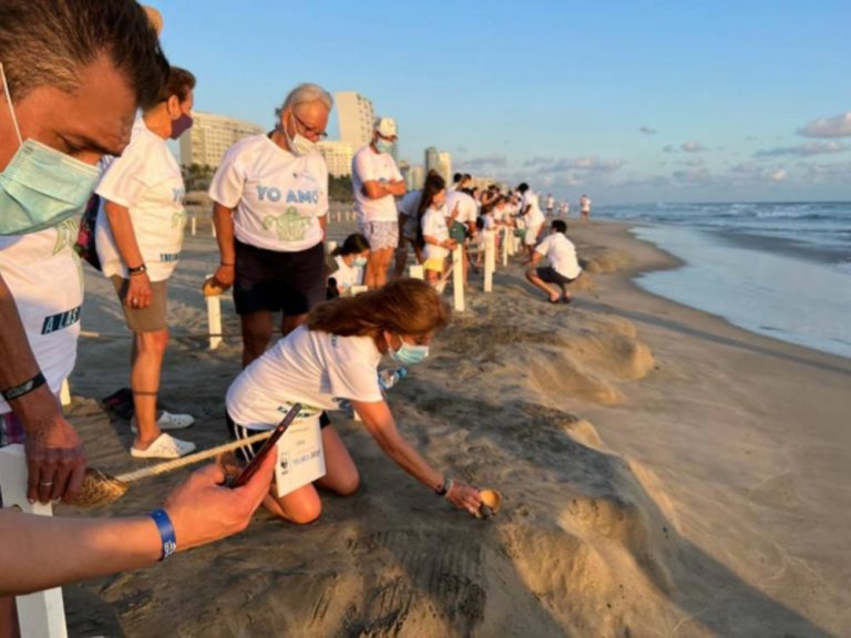 Tenistas y voluntarios liberan 360 crías de tortuga golfina