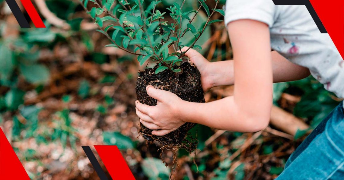 3 iniciativas para accionaRSE a cuidar los bosques