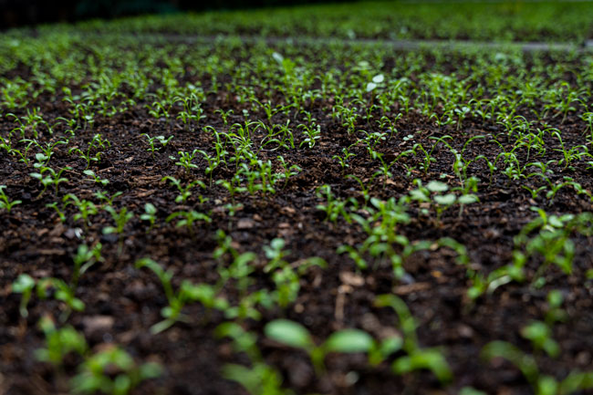 ayudar a las comunidades vulnerables agricultura