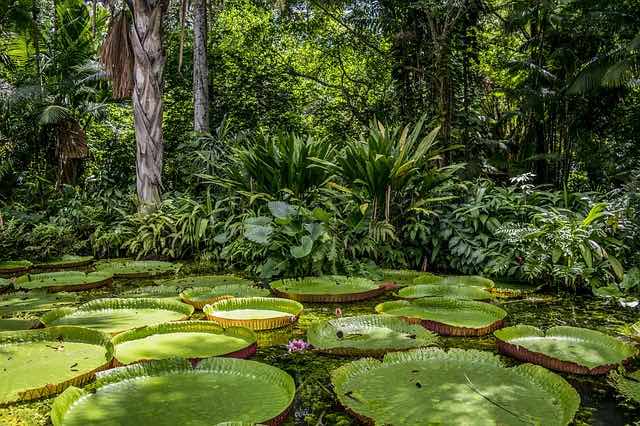 crisis preocupante en amazonas