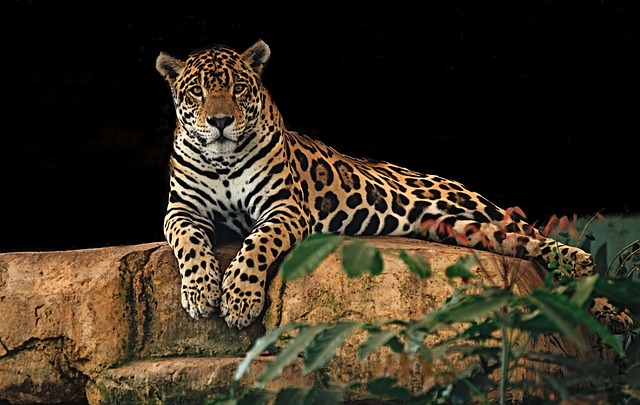 extincion jaguar