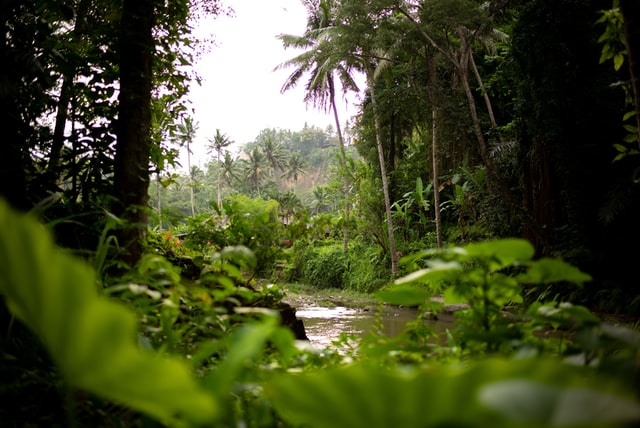 El Amazonas llega a un punto sin retorno