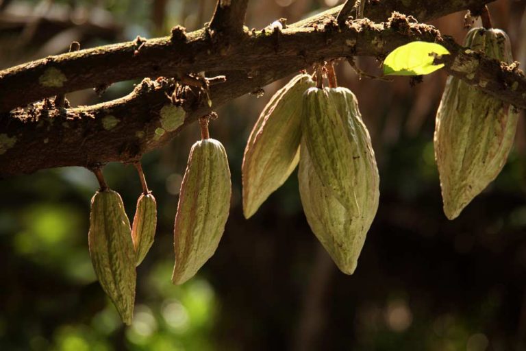 Cocoa Plan de Nestle busca cuidar la Tierra a través de la agricultura regenerativa