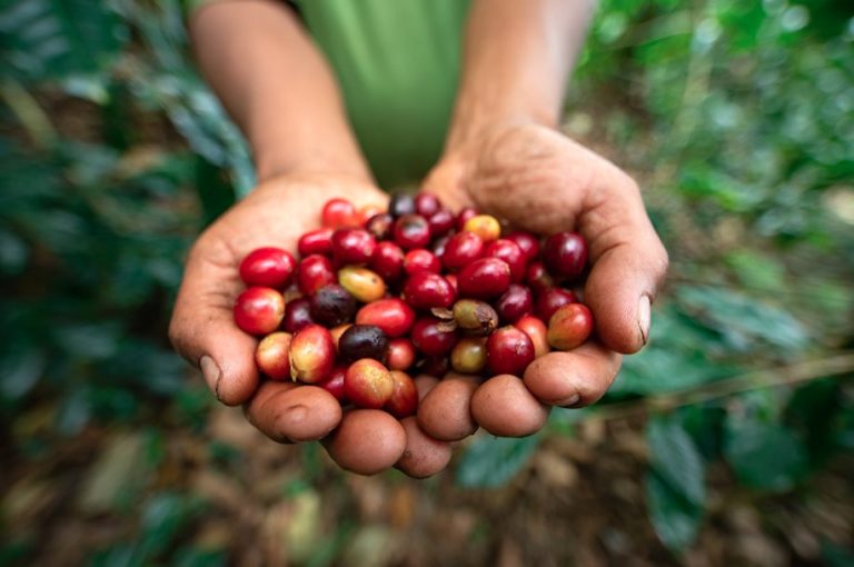 “Cosechando historias con CAFFENIO”, lanza concurso de cuento que promueve los valores y el amor a la cafeticultura mexicana