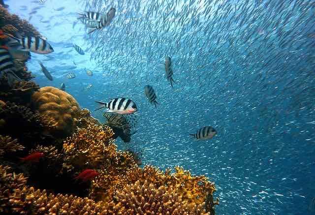 extincion masiva en el oceano peces