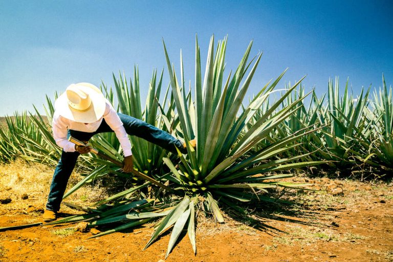 ¡Salud por la sustentabilidad! Así es como Tequila Cosmos busca cuidar al planeta