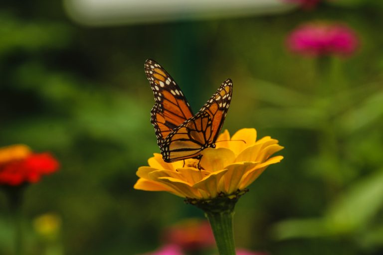 Aumenta 35% la presencia de mariposas Monarca en Michoacán y Estado de México
