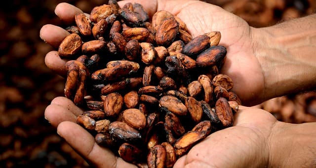 Chocolate Nestlé busca mejorar el cultivo de su cacao