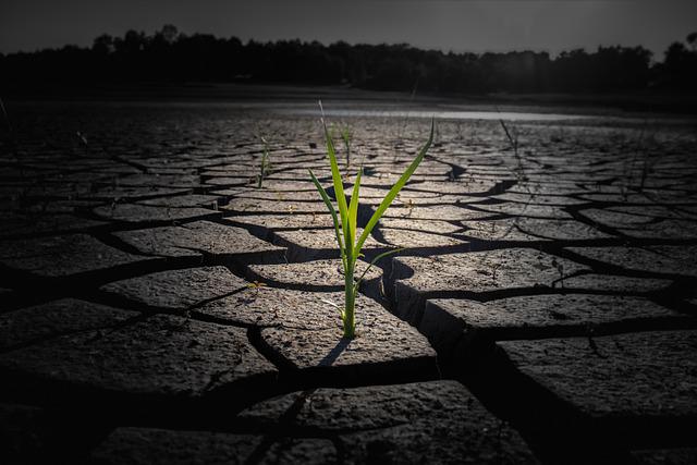 Las olas de calor en el mundo afectan la economía, la alimentación y la salud.