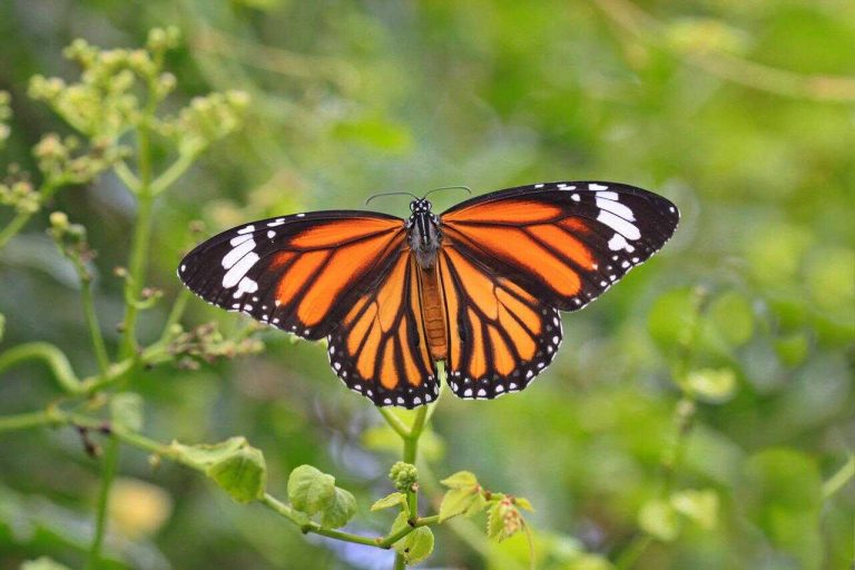 Mariposa monarca en peligro de extinción; entra a la lista