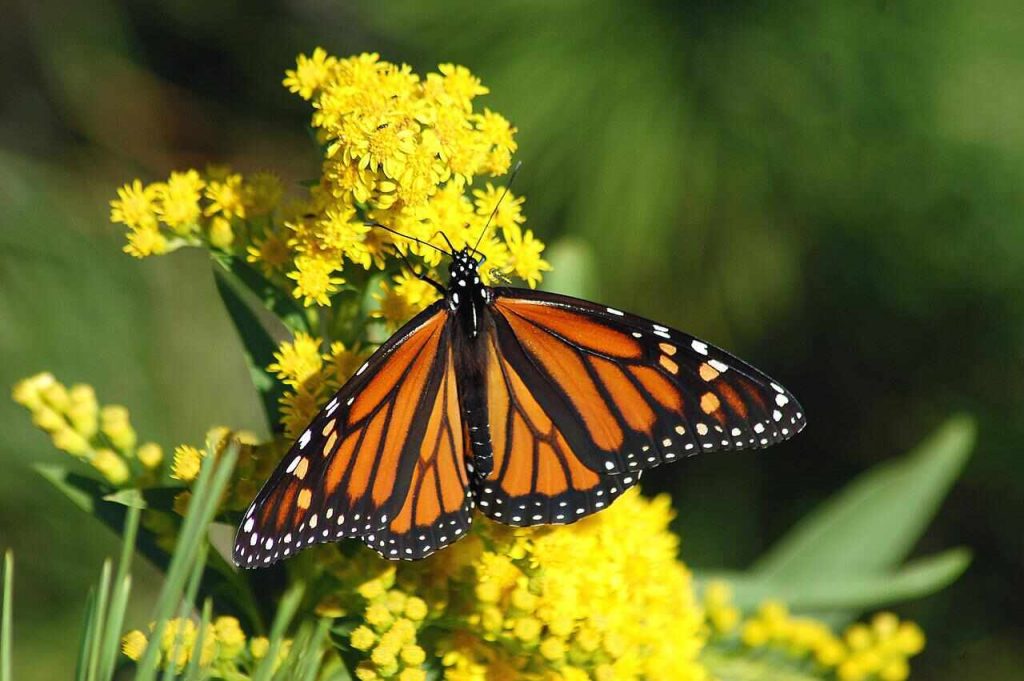 Mariposa monarca en peligro de extinción