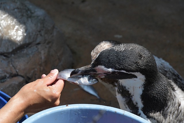 Pingüinos y nutrias rechazan pescado barato mientras el acuario japonés enfrenta inflación