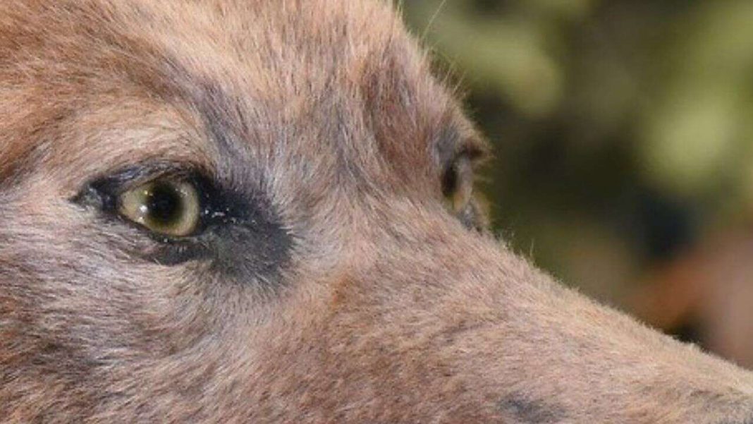 vida al Tigre de Tasmania