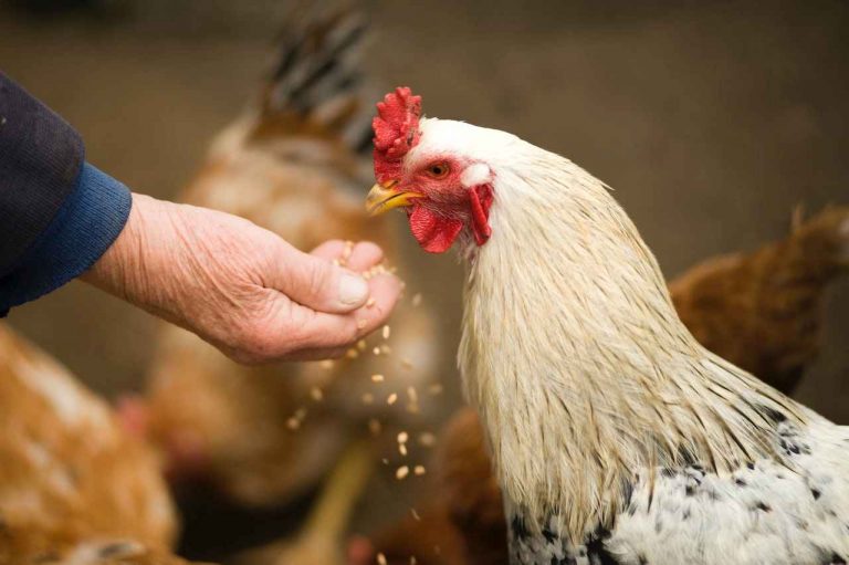 Aires de Campo le da la bienvenida a la nueva línea de pollo orgánico
