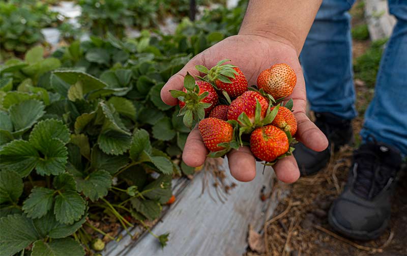 ayudar a los productores agrícolas cultivos