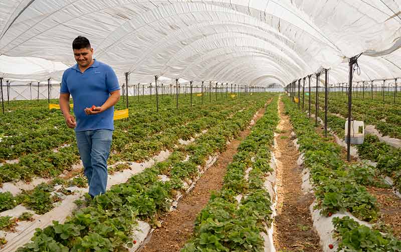 ayudar a los productores agrícolas mermelada de fresa