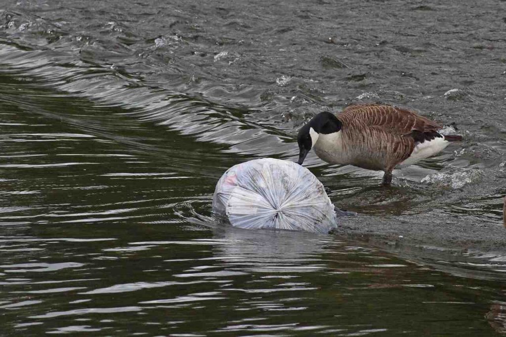 isla danina datos sobre la contaminación por plástico