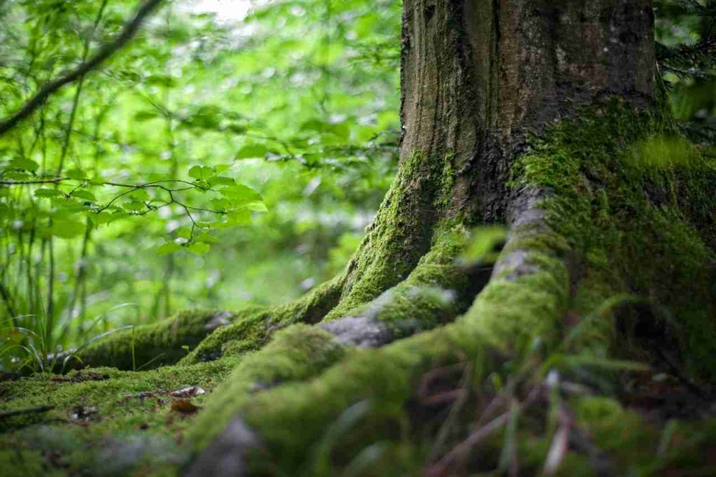 un paso más allá en temas ambientales