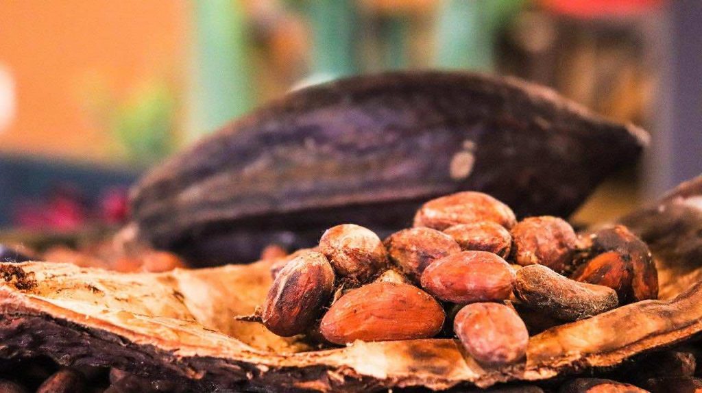 preservar el cacao mexicano Proyecto Cacao Hersheys