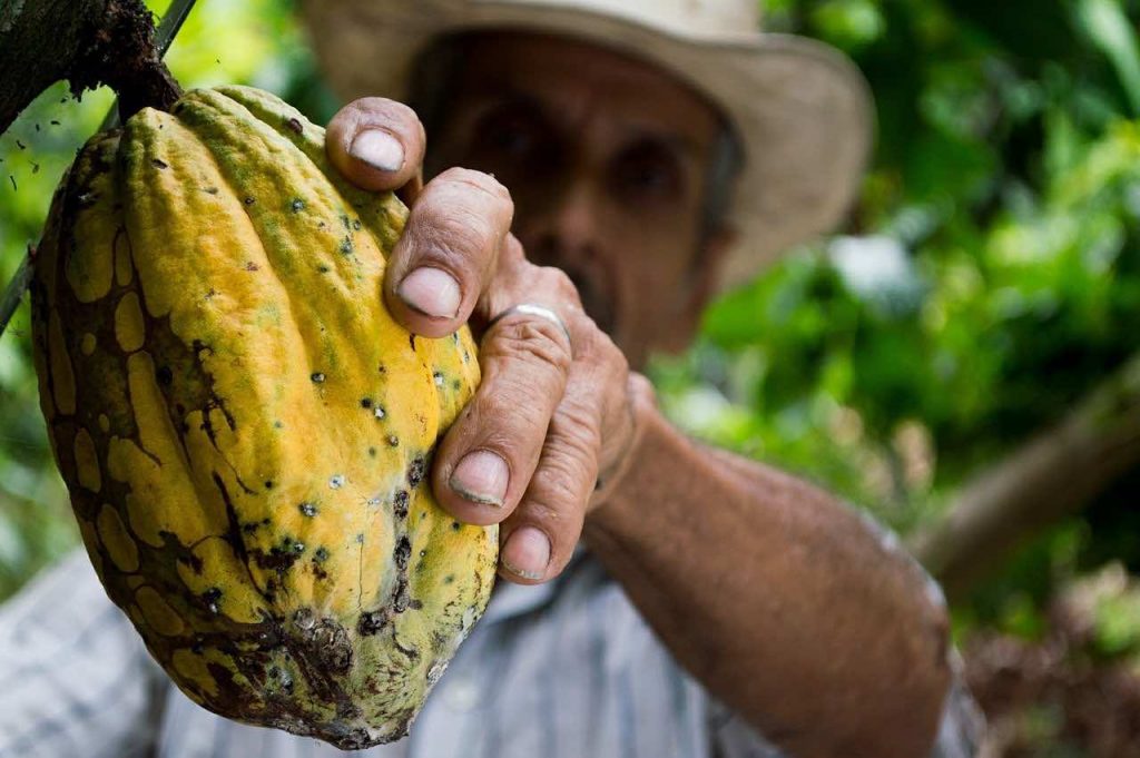 preservar el cacao mexicano Proyecto Cacao Hersheys