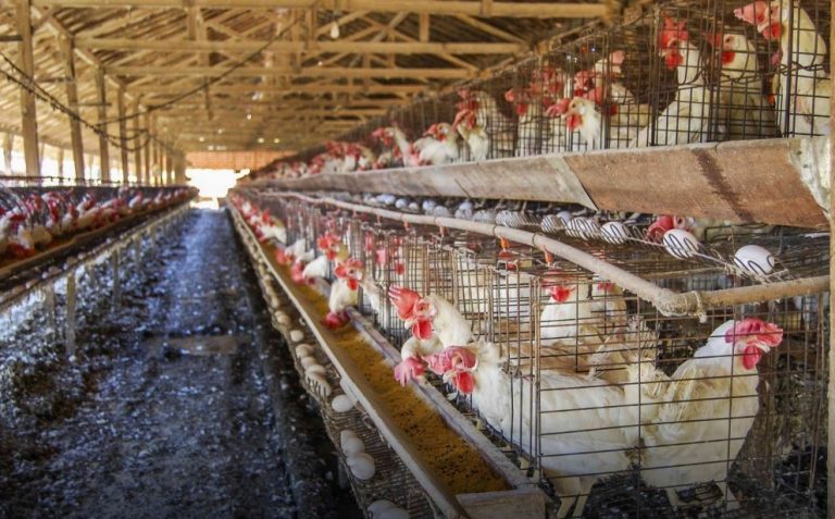 ONG y figuras públicas exigen regulación a la industria del huevo