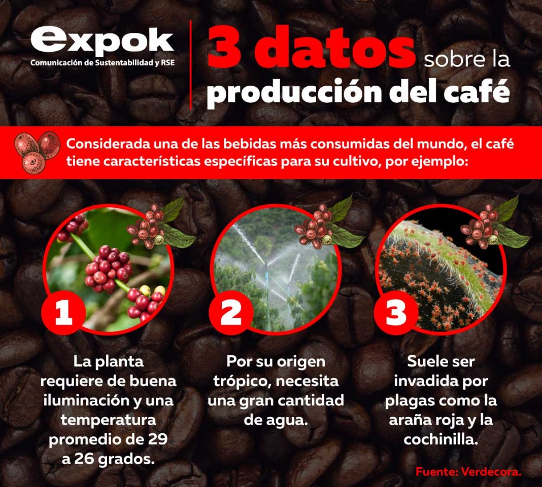 produccion de cafe infografia