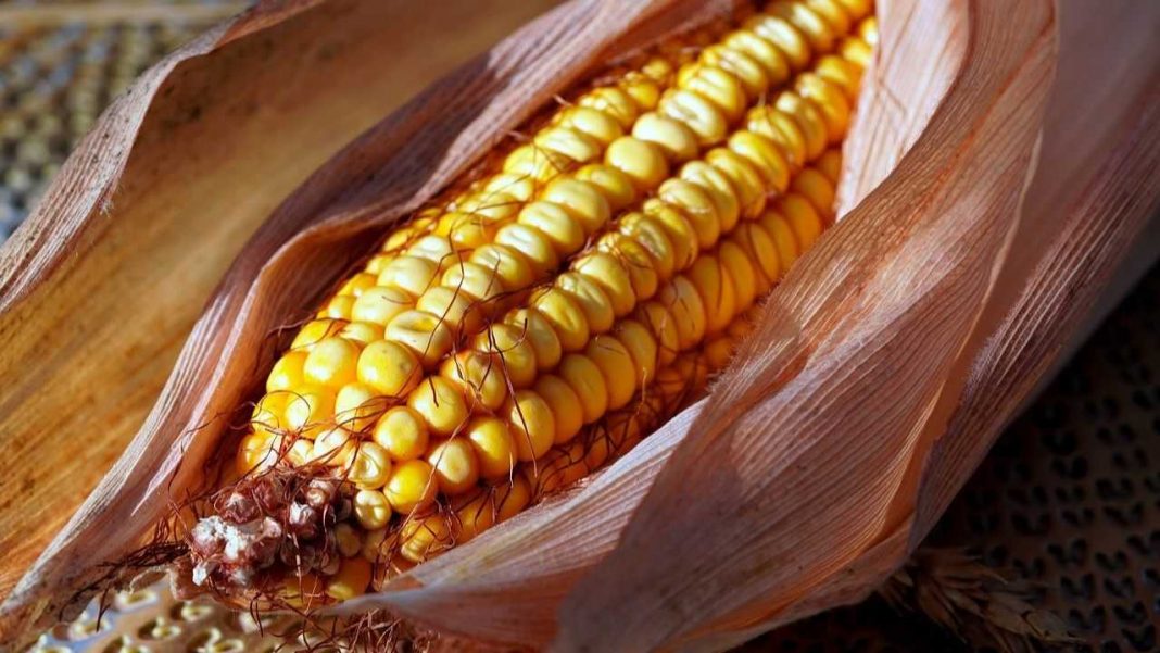 abastecimiento responsable del maíz